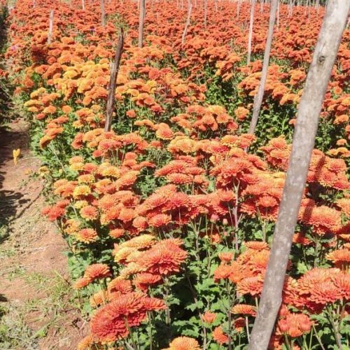 WhatsApp Image 2022-05-16 at 12.41.53 PM(1)